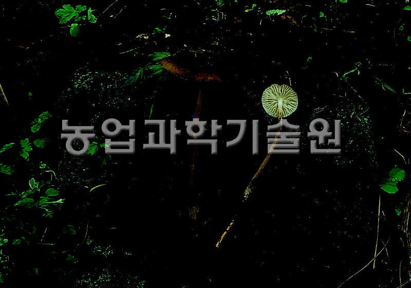 긴뿌리버섯