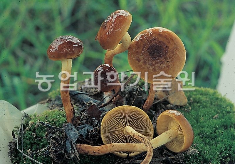 나도팽나무버섯(맛버섯)