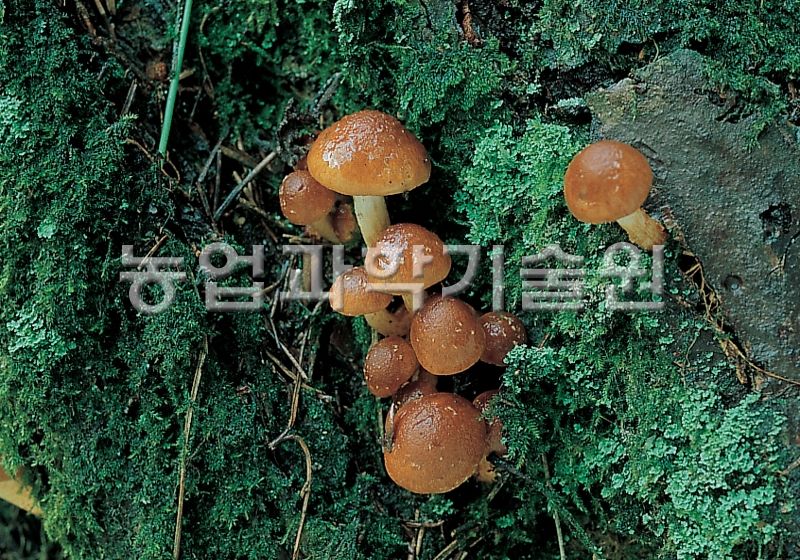 나도팽나무버섯(맛버섯)