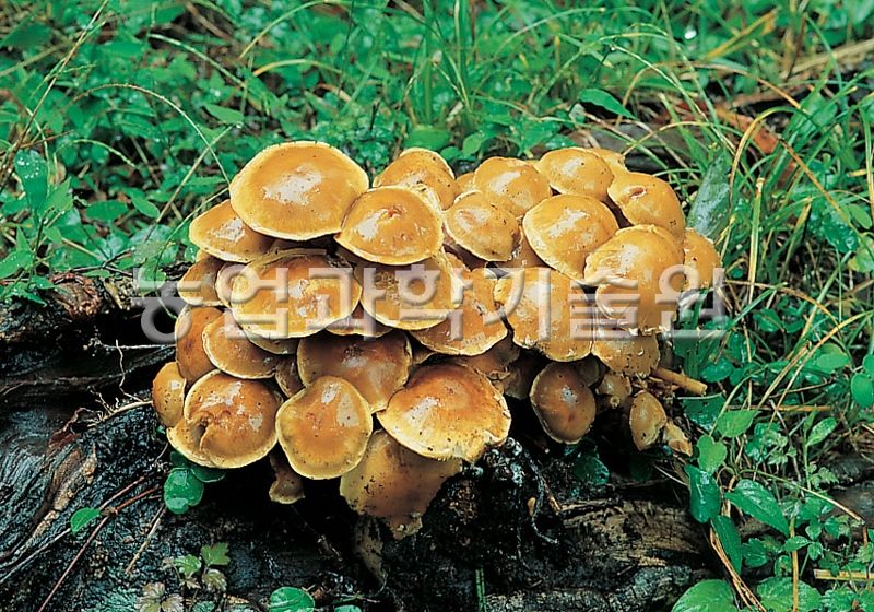 나도팽나무버섯(맛버섯)