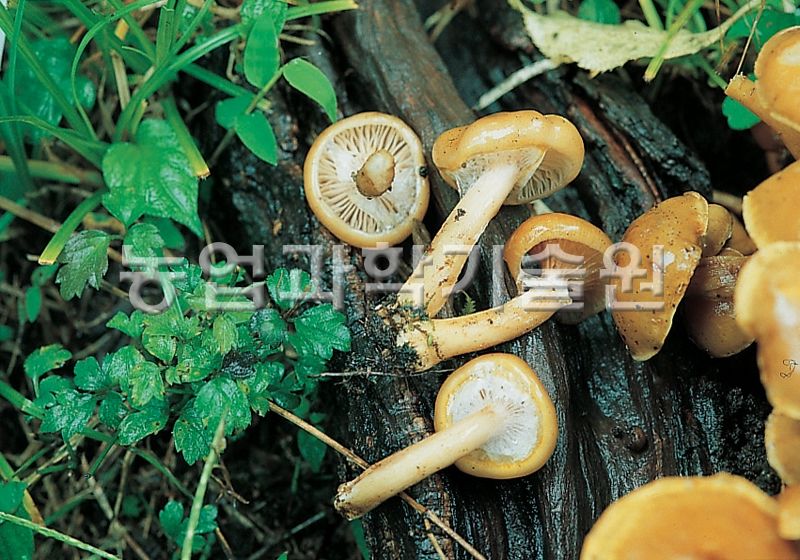 나도팽나무버섯(맛버섯)
