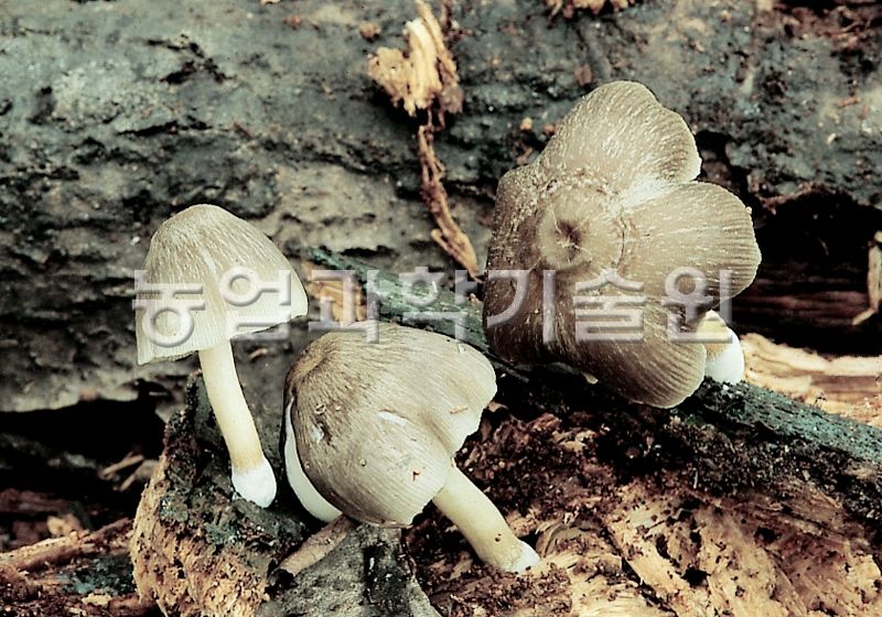 난버섯(노란치마버섯아재비)