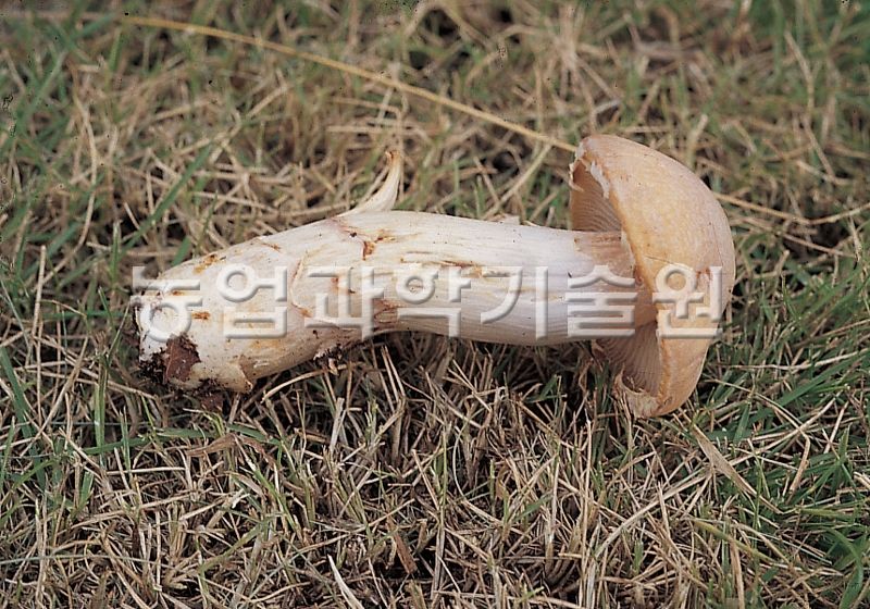 노란띠버섯