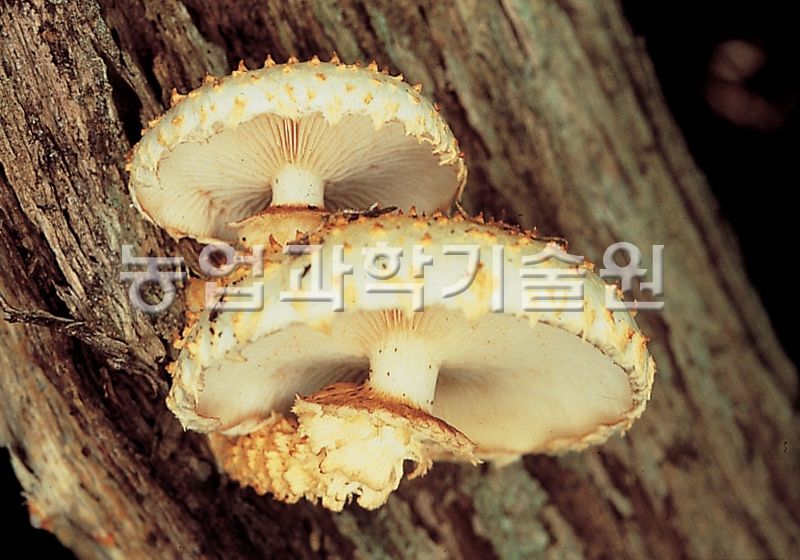 비늘버섯