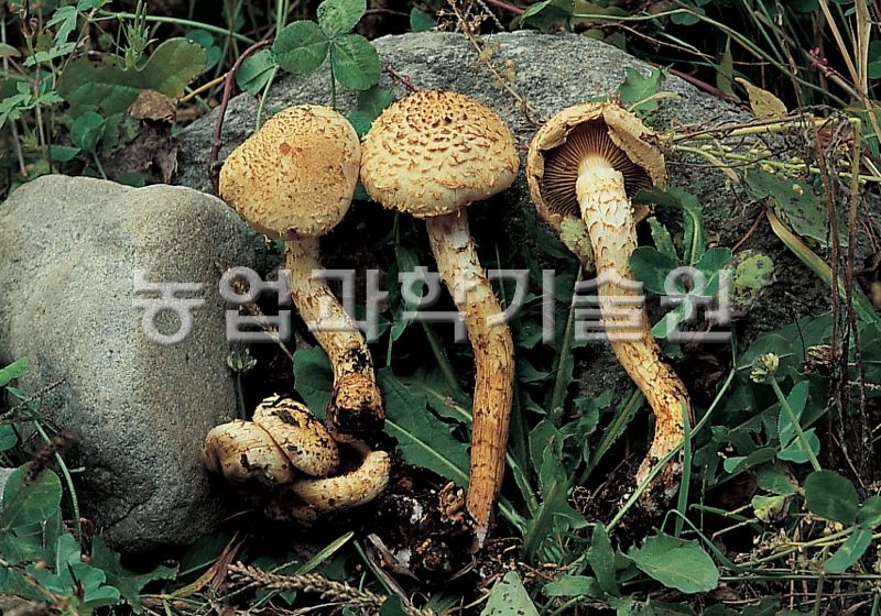 비늘버섯