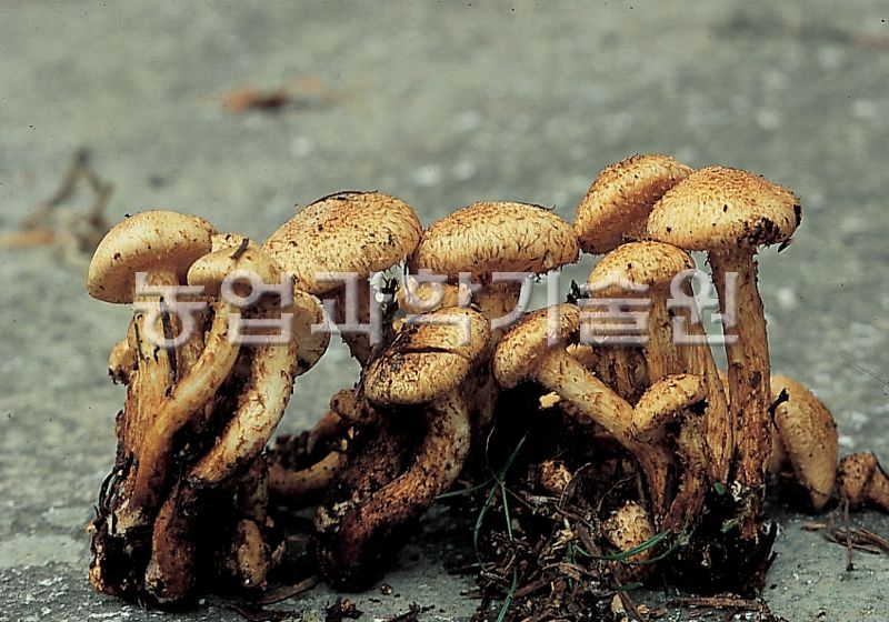 비늘버섯