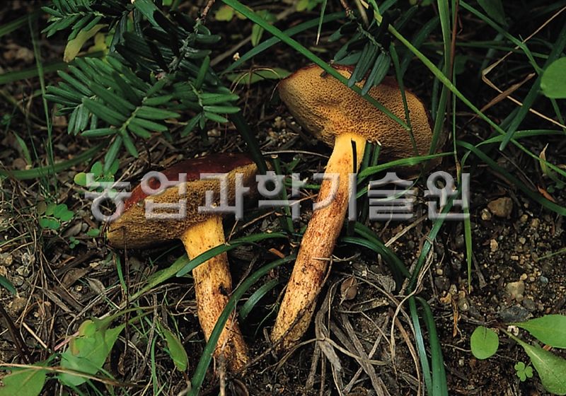 비단그물버섯