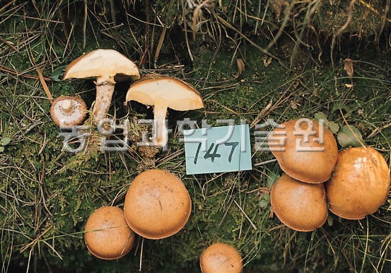 비단그물버섯