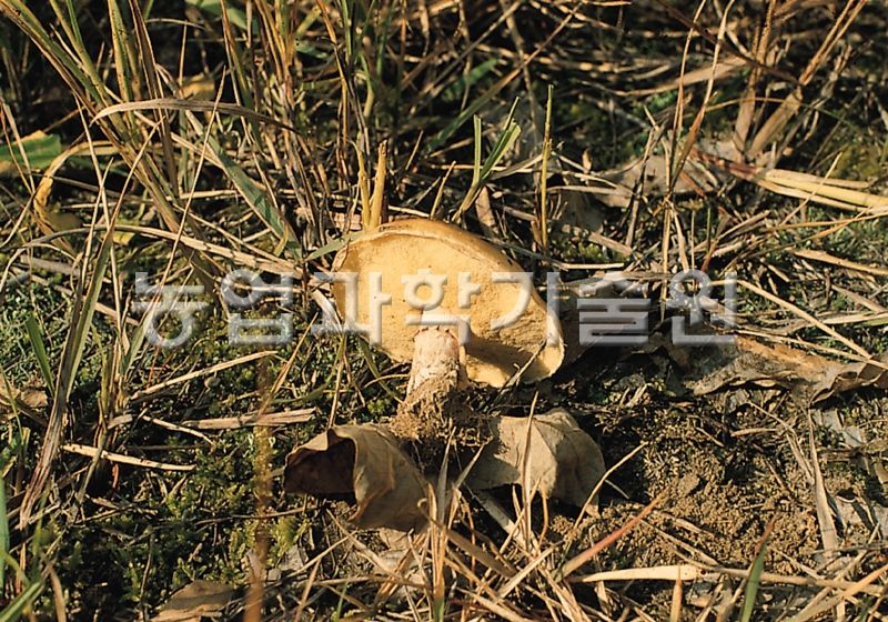 비단그물버섯