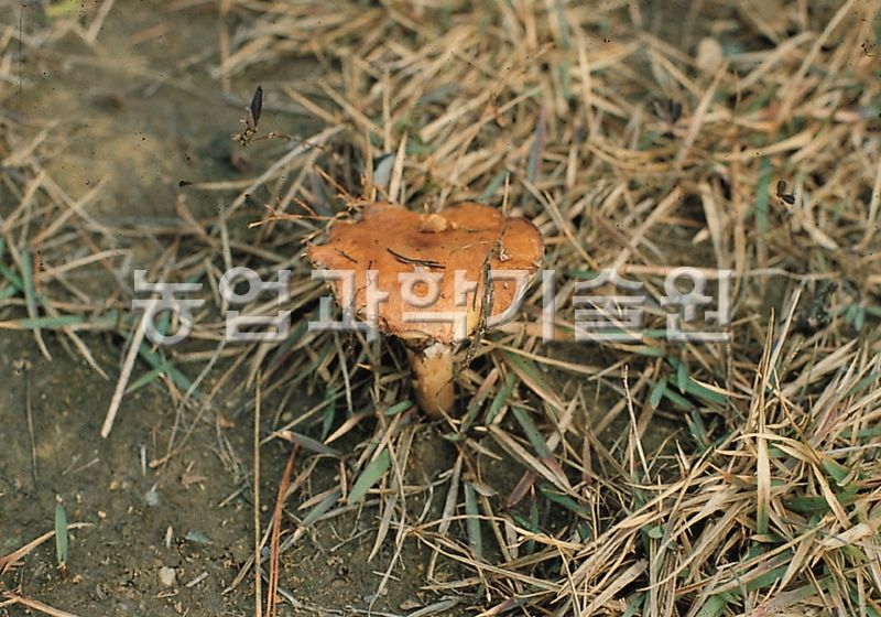 비단그물버섯