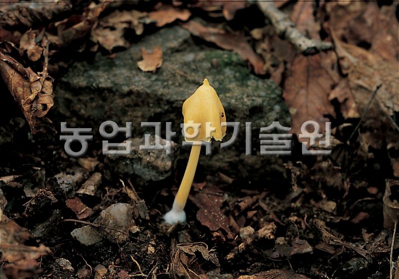 흰꼭지버섯