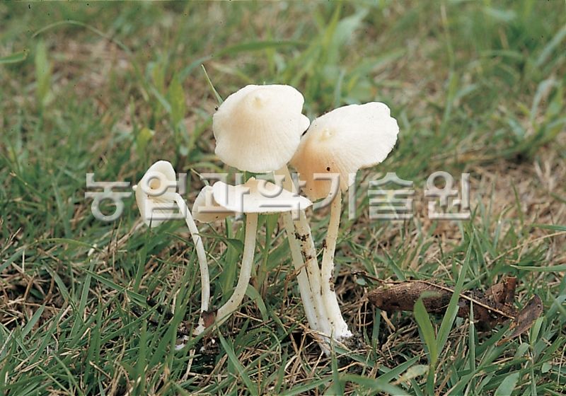 흰꼭지버섯