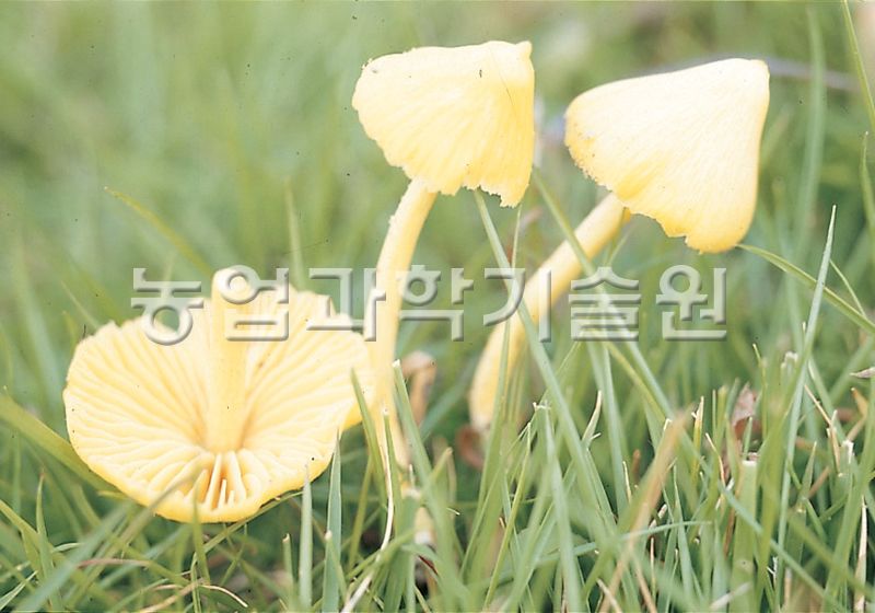 흰꼭지버섯