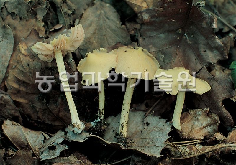 흰꼭지버섯