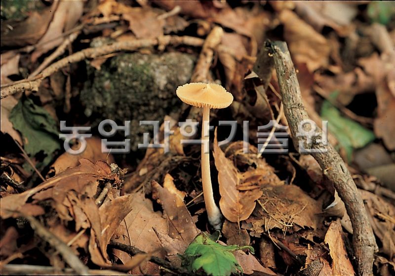 붉은꼭지버섯