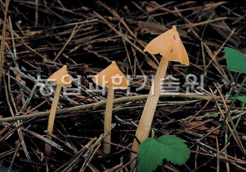 붉은꼭지버섯