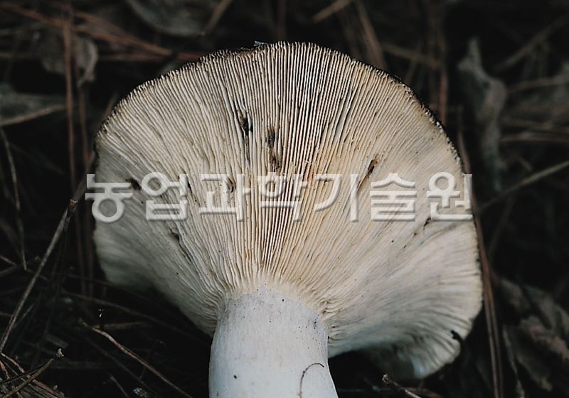 애기무당버섯