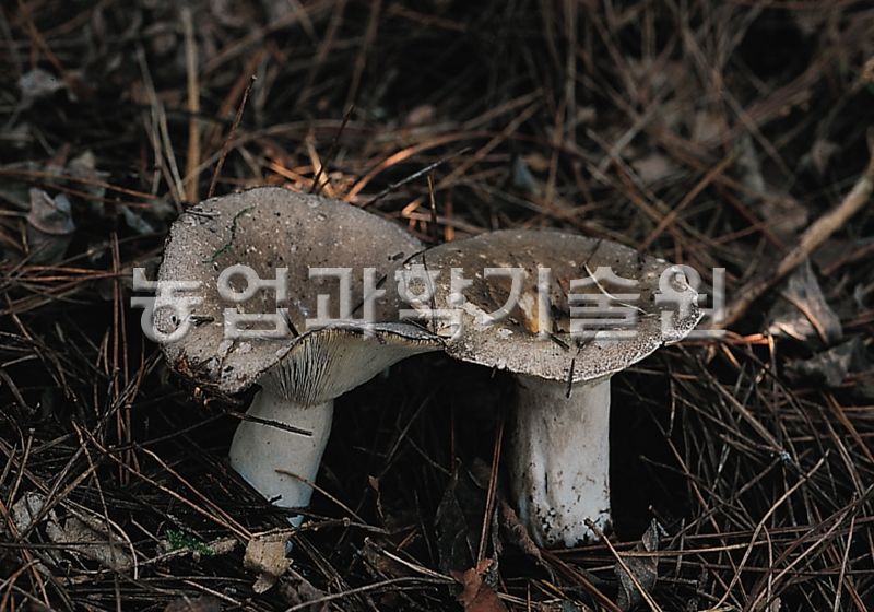 애기무당버섯