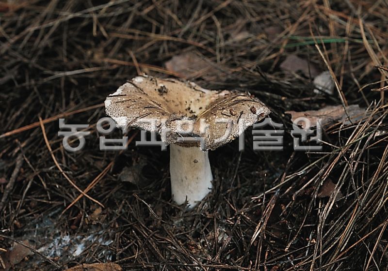 애기무당버섯