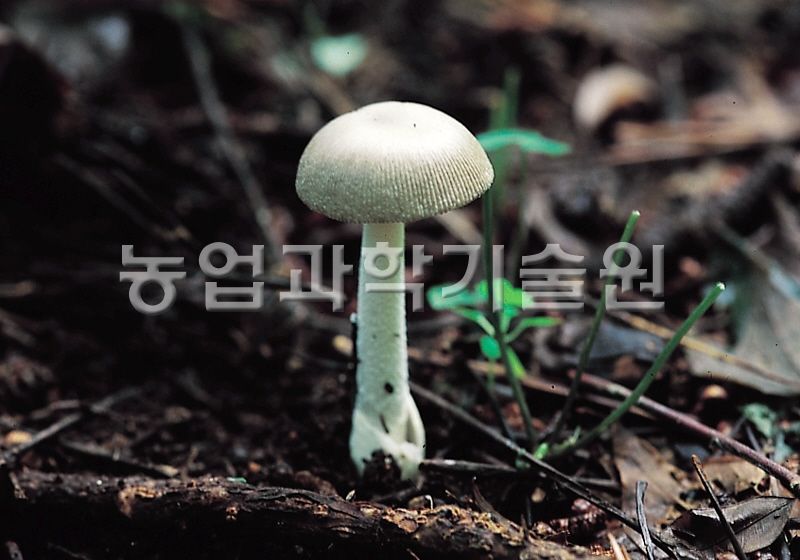 우산버섯