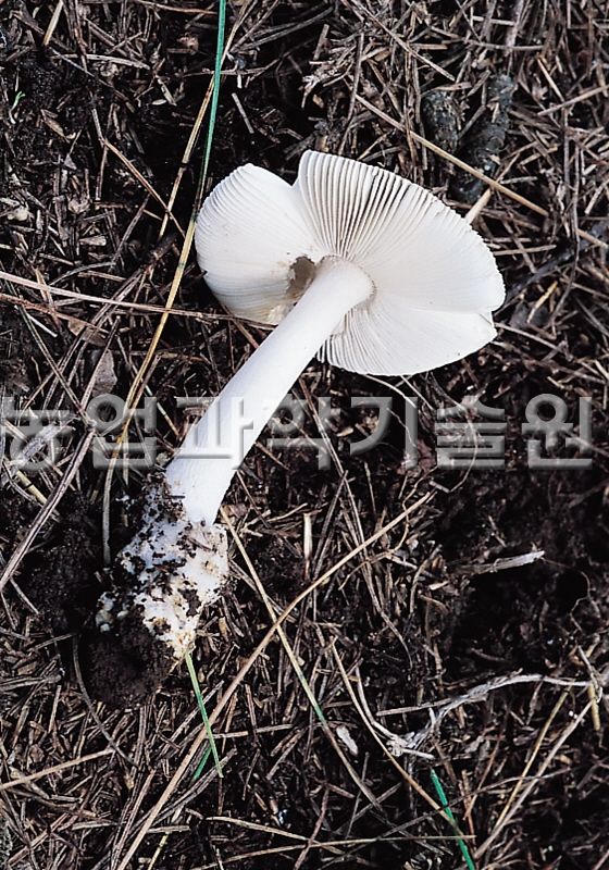 우산버섯