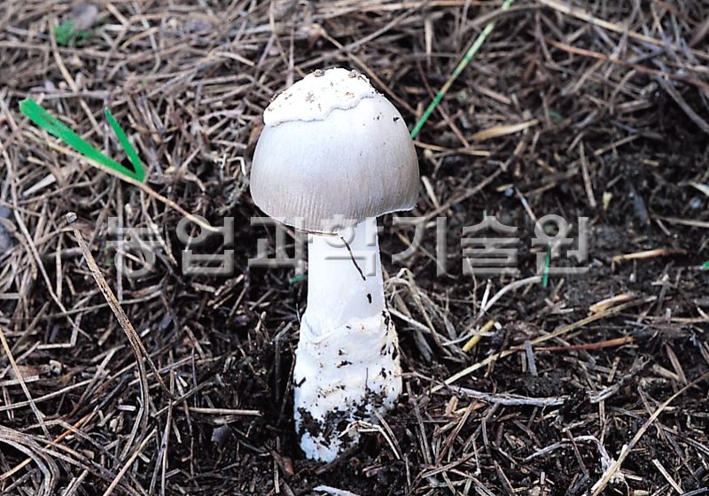 우산버섯