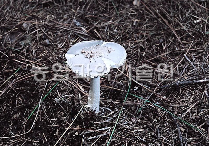우산버섯