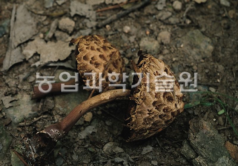 가죽밤그물버섯