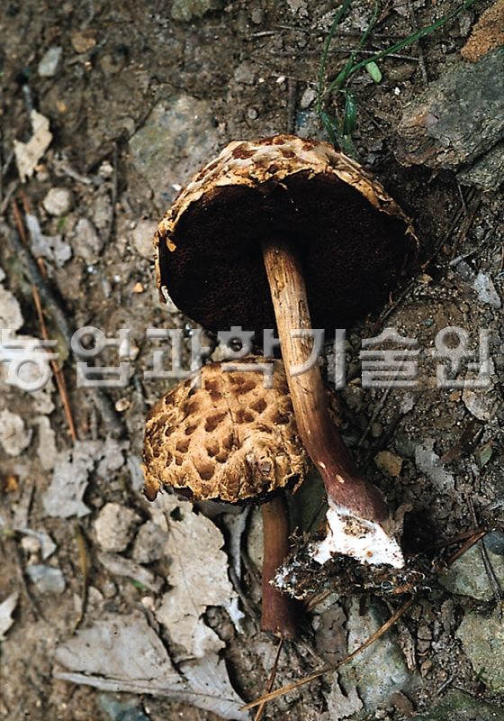 가죽밤그물버섯