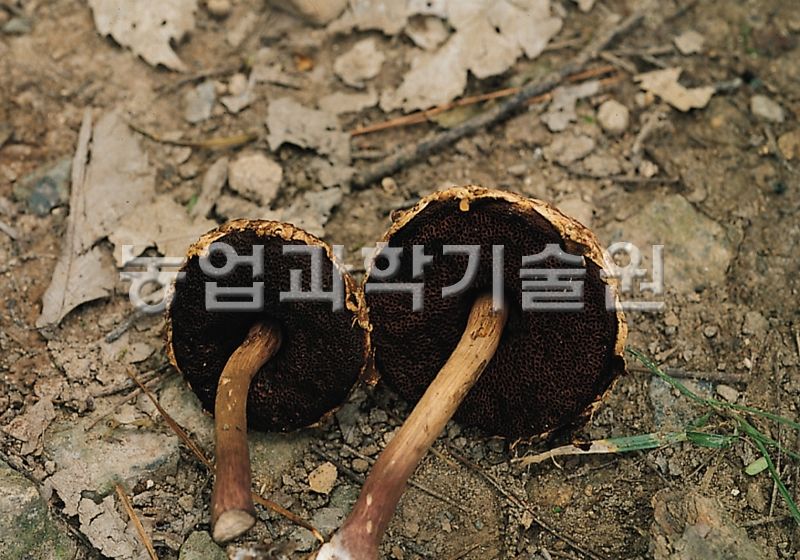 가죽밤그물버섯