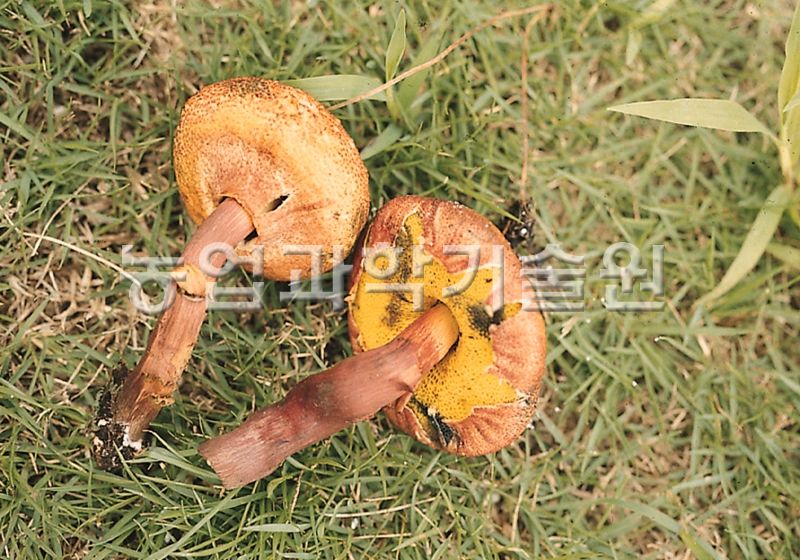 가죽밤그물버섯