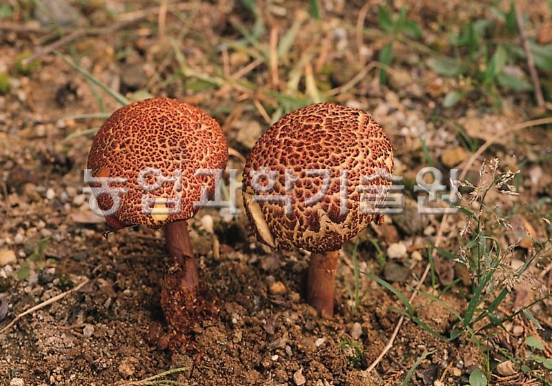 가죽밤그물버섯