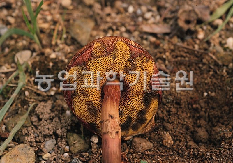 가죽밤그물버섯
