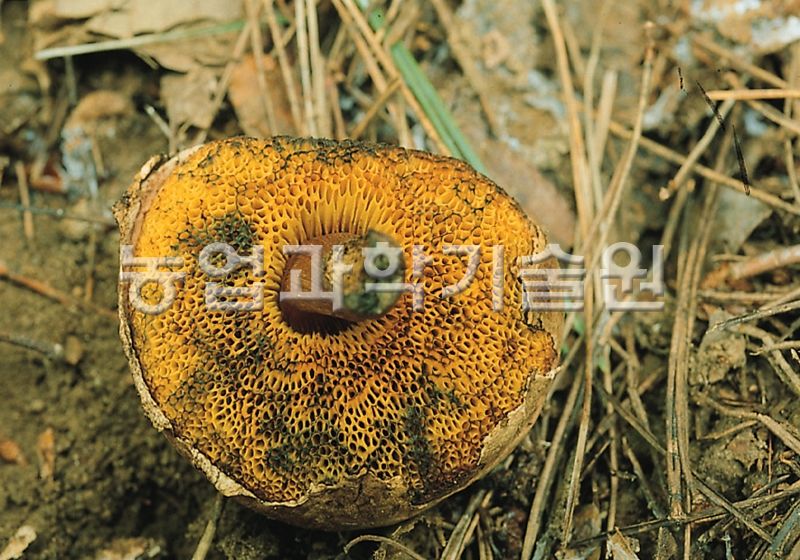 가죽밤그물버섯