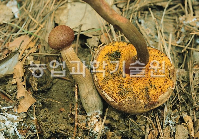 가죽밤그물버섯