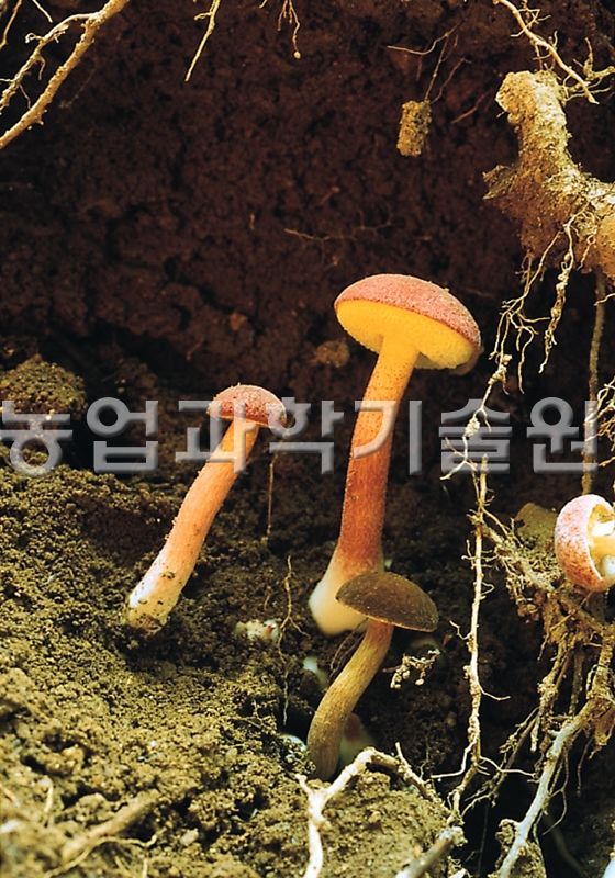 좀노란그물버섯