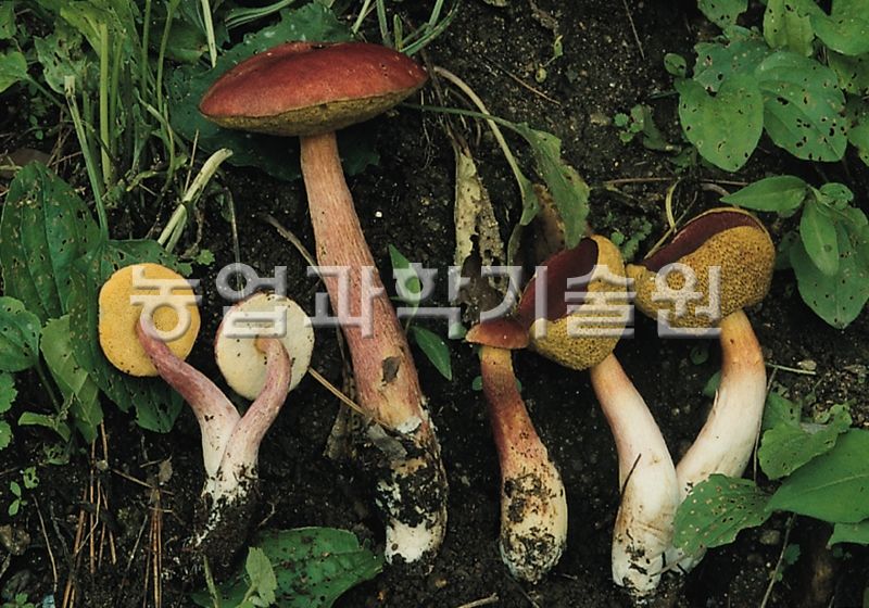 좀노란그물버섯