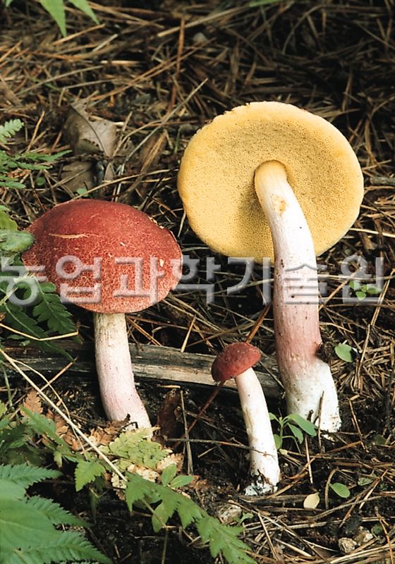 좀노란그물버섯