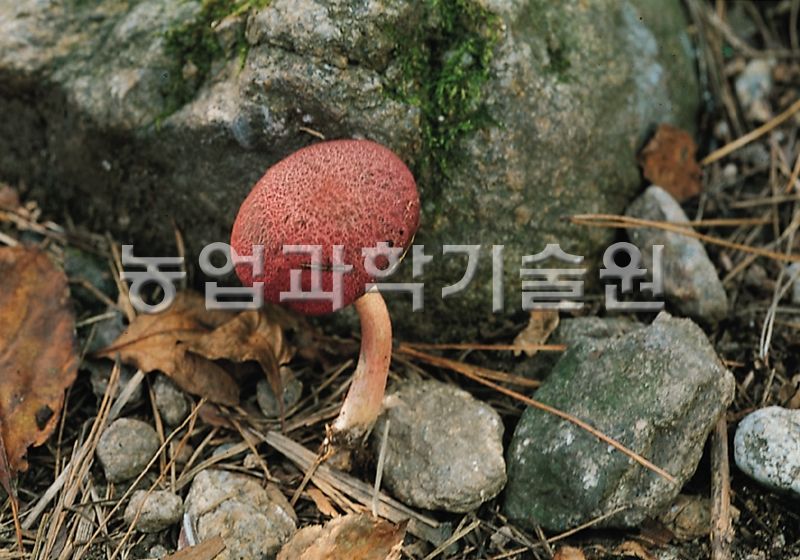 좀노란그물버섯