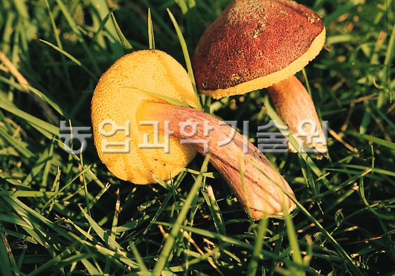 좀노란그물버섯