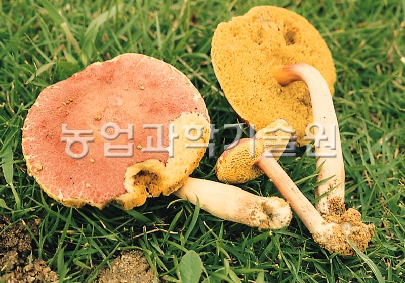 좀노란그물버섯