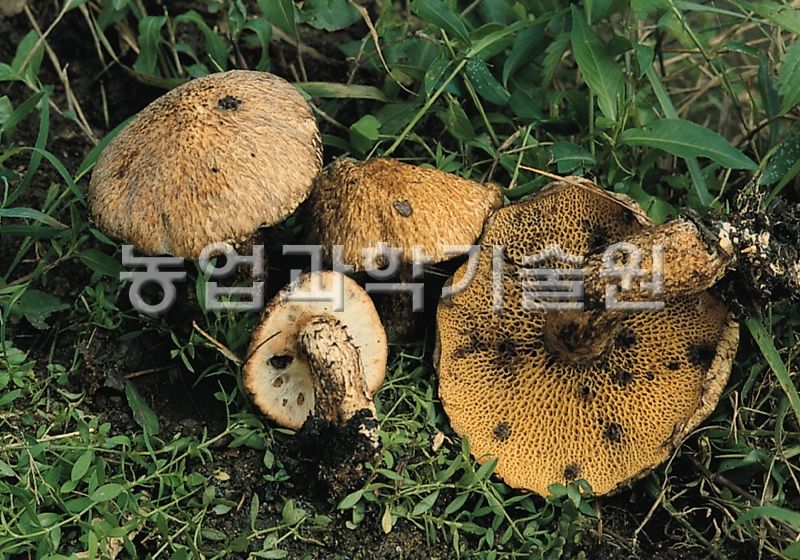 황금그물버섯