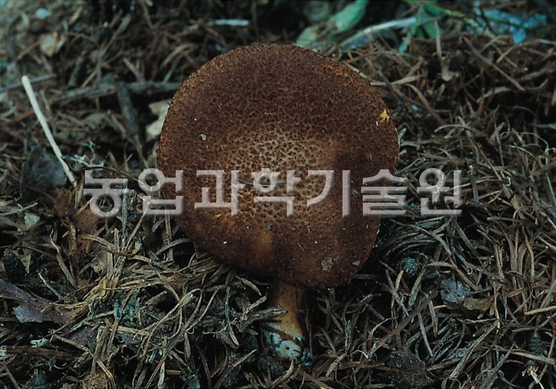 황금그물버섯