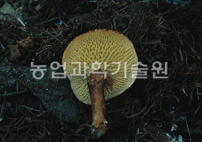 황금그물버섯