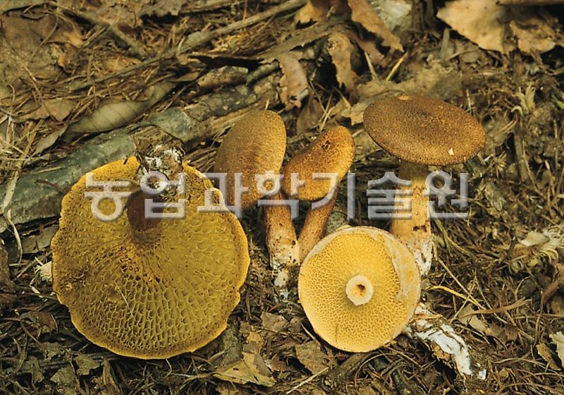 황금그물버섯