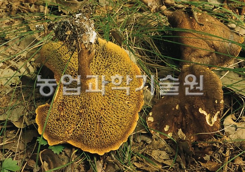 황금그물버섯
