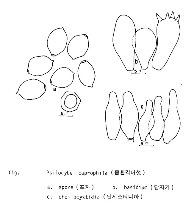 좀환각버섯