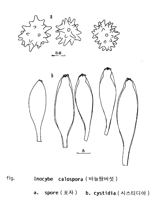 바늘땀버섯