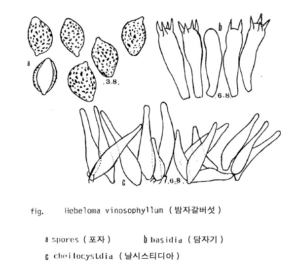 밤자갈버섯