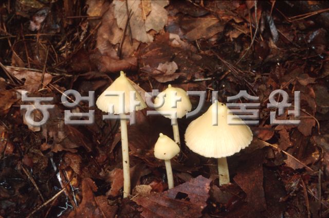 흰꼭지버섯
